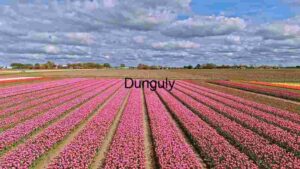 Vibrant Tulip Fields under a Dynamic Sky
