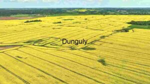At Home Aerial View of Vibrant Canola Fields
