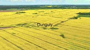 At Home Vibrant Yellow Canola Fields