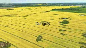 At Home Aerial View of Vibrant Yellow Rapeseed Fields