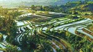 At Home Verdant Terraces: The Artistry of Rice Paddy Fields