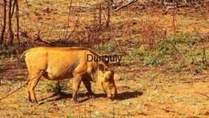 At Home Solitary Warthog Grazing