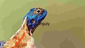 At Home Vibrant Blue-Headed Lizard in Close-Up