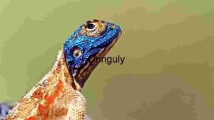 Lizard in Close-Up