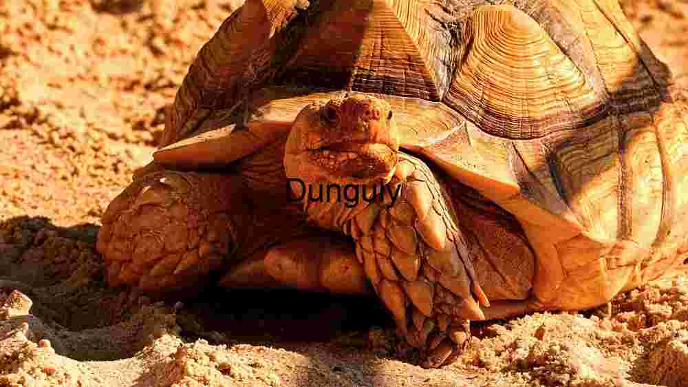 Embark on thrilling encounters with untamed wildlife majesty (59) Majestic Desert Tortoise in Natural Habitat
