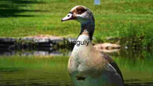 Majestic Egyptian Goose in Natural Habitat