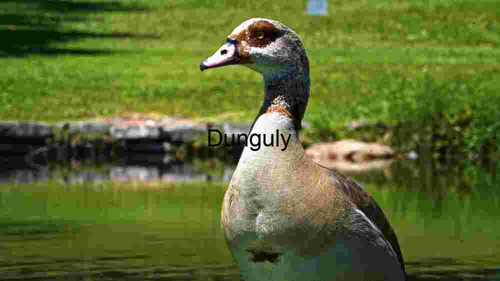 Embark on thrilling encounters with untamed wildlife majesty (62) Majestic Egyptian Goose in Natural Habitat