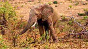 At Home Majestic African Elephant in Natural Habitat