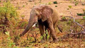 At Home Majestic African Elephant in Natural Habitat
