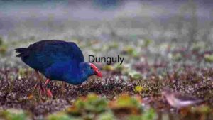 At Home Vibrant Purple Swamphen in Natural Habitat