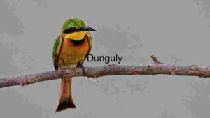 At Home Vibrant Little Bee-Eater Perched on a Branch