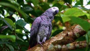 Perched Majesty: An African Grey Parrot in its Natural Habitat