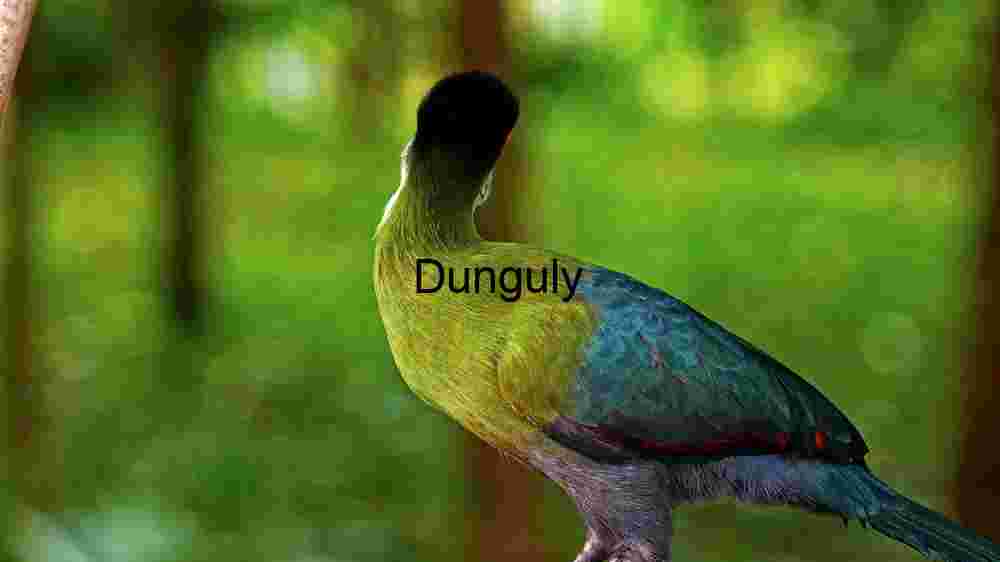 Embark on thrilling encounters with untamed wildlife majesty (78) Vibrant Avian Splendour