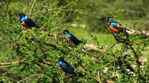 At Home Vibrant Avian Gathering