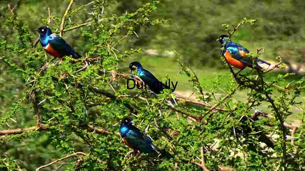 Embark on thrilling encounters with untamed wildlife majesty (82) Vibrant Avian Gathering