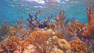 At Home Underwater Serenity: A Coral Reef Teeming with Marine Life