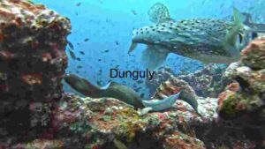 At Home A Coral Reef Teeming with Marine Life