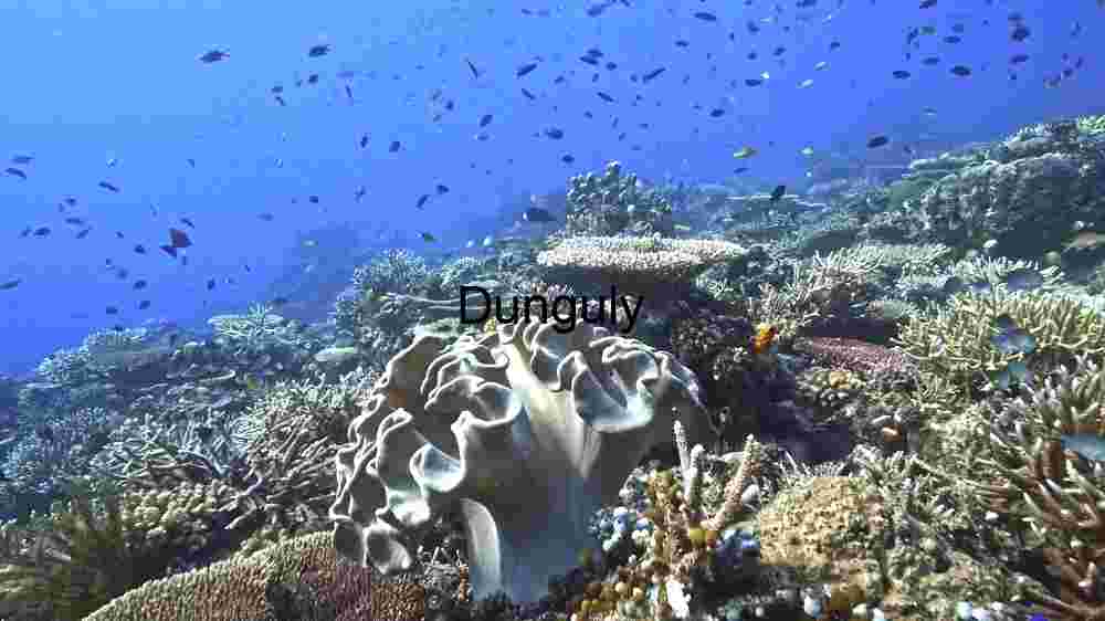 Mesmerizing marine life, enchanting beauty beneath the waves, an underwater wonderland (126) Underwater Serenity: A Glimpse into Coral Reef Biodiversity