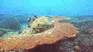 At Home Underwater Ecosystem Diversity