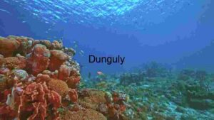 At Home Underwater Serenity: A Glimpse into the Coral Reef Ecosystem