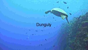 At Home Serene Underwater Escape: A Sea Turtle’s Journey