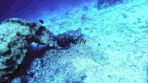 At Home Underwater Serenity: A Glimpse of Marine Life