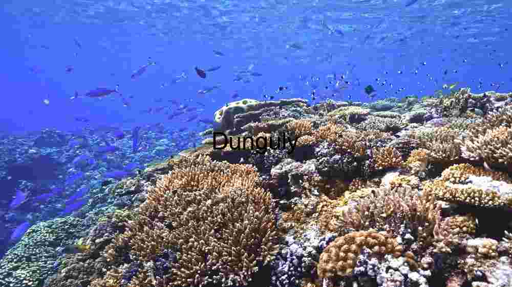 Mesmerizing marine life, enchanting beauty beneath the waves, an underwater wonderland (139) “Underwater Serenity: A Glimpse of Marine Life