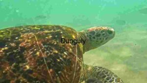 At Home A Glimpse of Turtle Life