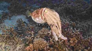 At Home Enigmatic Depths: A Cuttlefish’s Camouflage