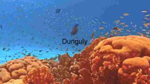 At Home Vibrant Underwater Coral Reef: A Biodiverse Haven