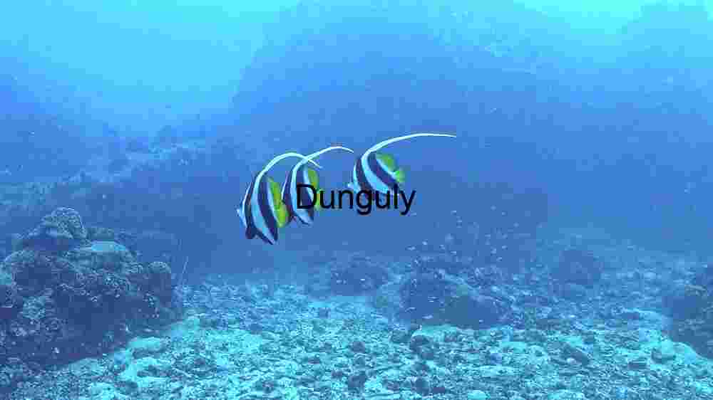 Mesmerizing marine life, enchanting beauty beneath the waves, an underwater wonderland (157) Underwater Serenity: The Moorish Idol