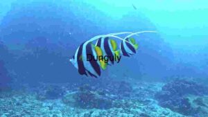 The Moorish Idol