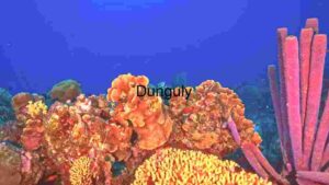 At Home Colorful Coral Reef: A Marine Wonderland
