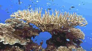 At Home Underwater Ecosystem Diversity” Description: A vibrant underwater scene showcasing a diverse coral reef ecosystem, teeming with life and natural beauty