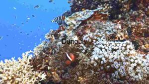 At Home Underwater Ecosystem Diversity