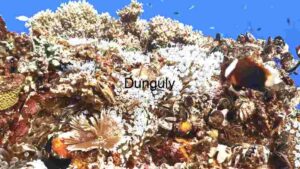 At Home Underwater Biodiversity Extravaganza