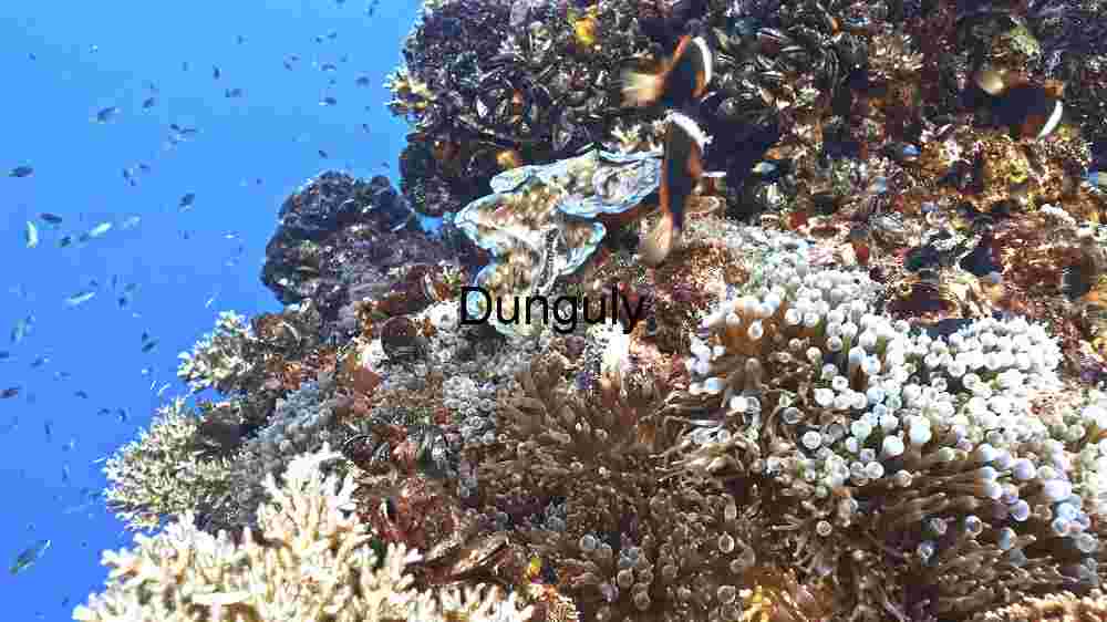 Mesmerizing marine life, enchanting beauty beneath the waves, an underwater wonderland (178) Underwater Biodiversity Extravaganza