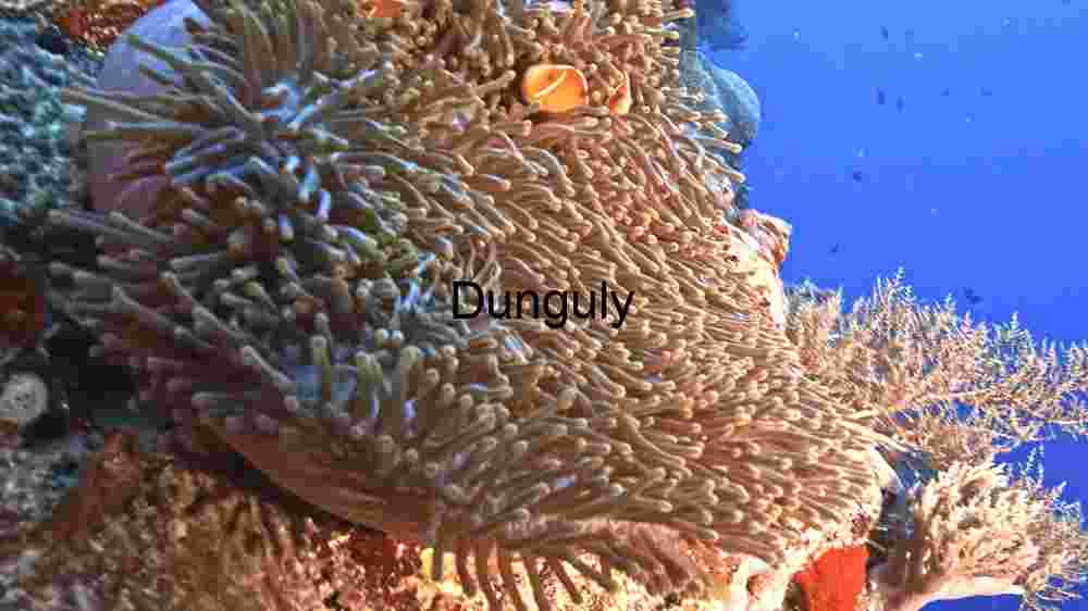 Mesmerizing marine life, enchanting beauty beneath the waves, an underwater wonderland (184) Biodiversity Extravaganza