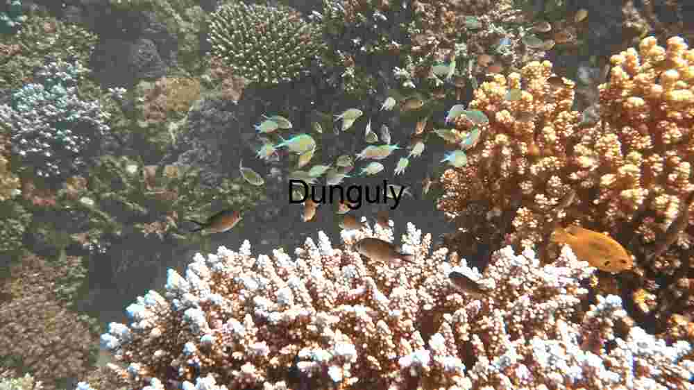 Mesmerizing marine life, enchanting beauty beneath the waves, an underwater wonderland (93) Vibrant Coral Reef Life