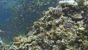Vibrant Coral Reef Life