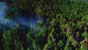 At Home Aerial View of Lush Rainforest