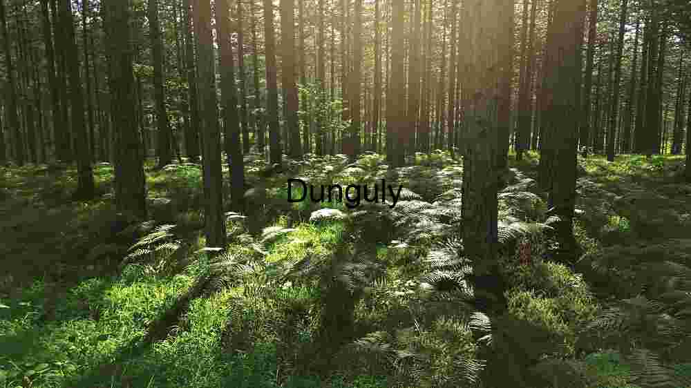 Astounding global destinations natural wonders, cultural treasures, and breathtaking views (87) Serene Forest Splendor