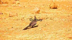 At Home Lone Pigeon on Arid Terrain