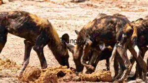 At Home African Wild Dogs Feasting