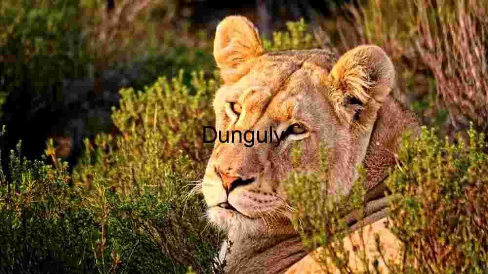 Embark on thrilling encounters with untamed wildlife majesty (99) Majestic Lioness in Repose