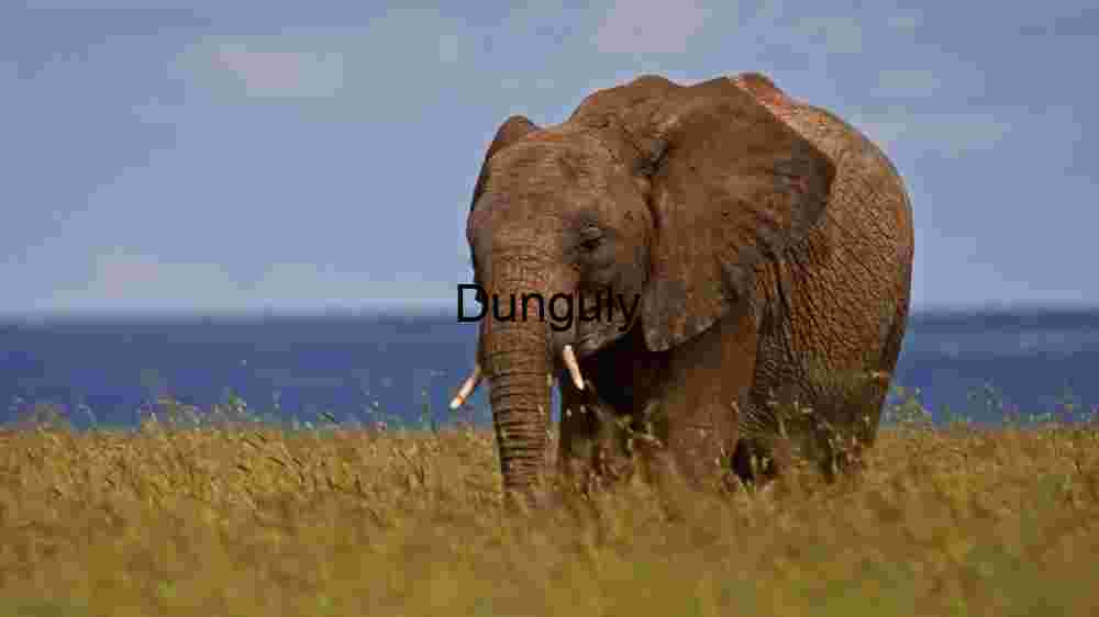 Experience the untamed majesty of wildlife in thrilling animal encounters (100) Majestic Elephant in Natural Habitat