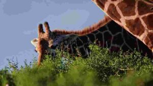 At Home Grazing Giraffe: A Glimpse Above the Greenery