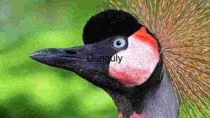 At Home Portrait of a Crowned Crane