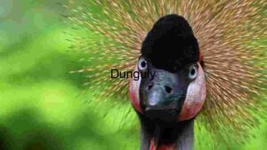 At Home Majestic Crowned Crane Portrait