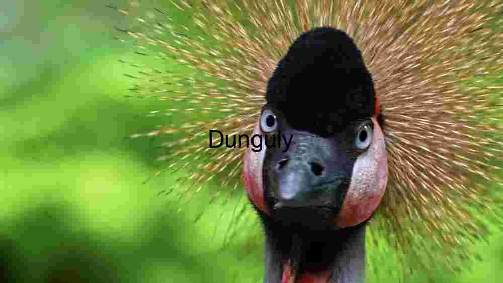 Experience the untamed majesty of wildlife in thrilling animal encounters (13) Majestic Crowned Crane Portrait
